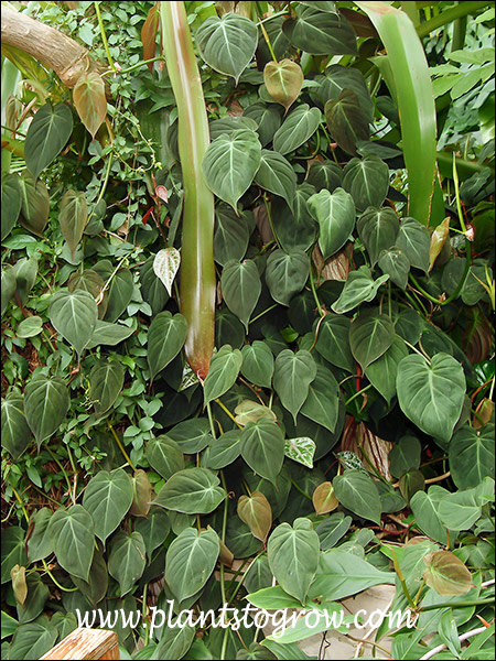 The newer leaves have a copper-brown color.
